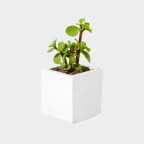 Plants - Shopkeep Template