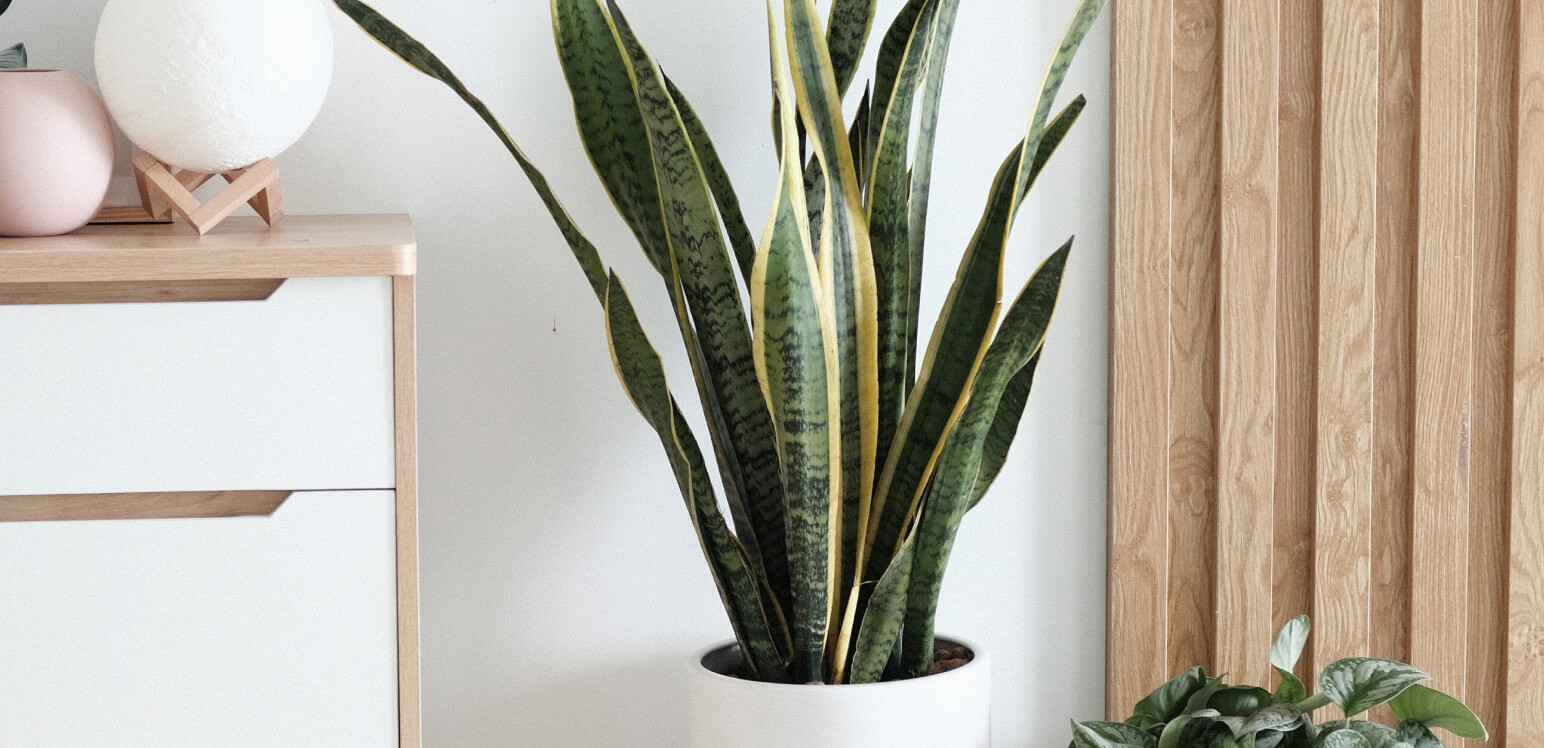 Plant - Shopkeep Template